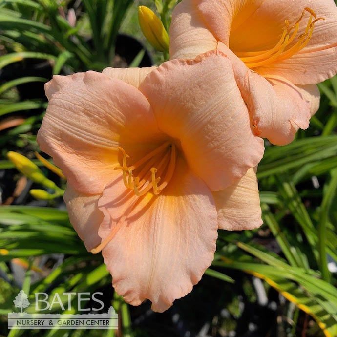 #1 Hemerocallis Mini Pearl/ Pink Repeat Daylily