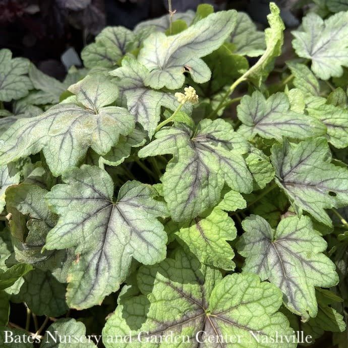 #1 Heucherella Pink Fizz/ Foamy Bells
