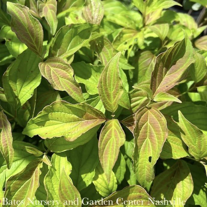 #2 Cornus sericea Kelseyi/ Dwarf Red Twig Dogwood Native (R)
