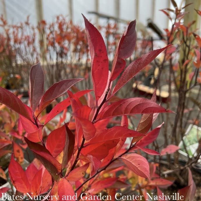 #2 Itea virginica PW Little Henry/ Dwarf Virginia Sweetspire Native (TN)