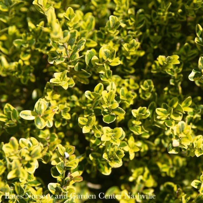 21-24&quot; Buxus micro Golden Dream/ Variegated Boxwood