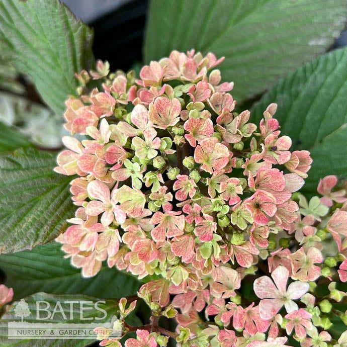 #2 Viburnum plic Sparkling Pink Champagne