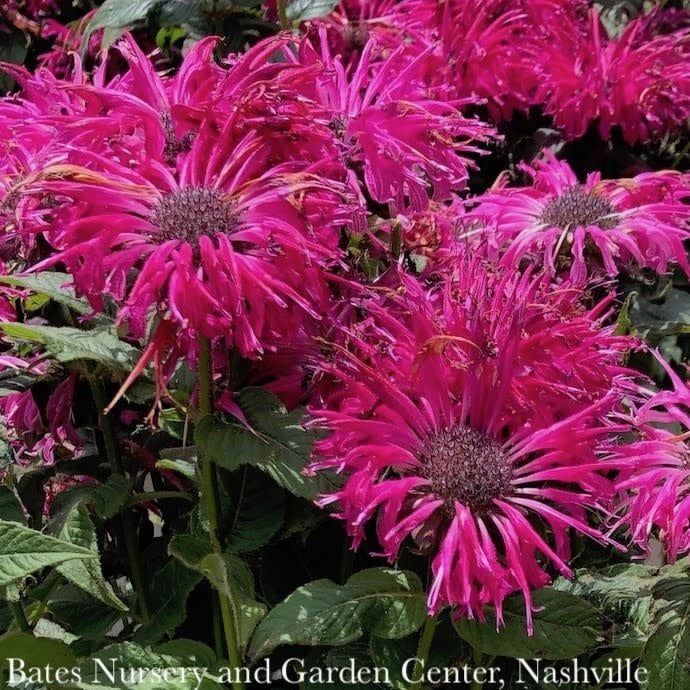 #1 Monarda x PW Leading Lady Razzberry/ Beebalm