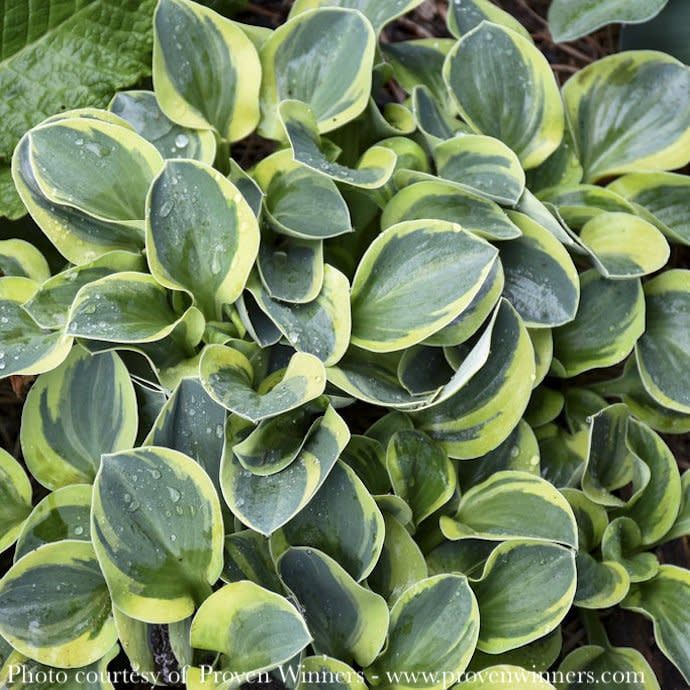 #1 Hosta x PW Mighty Mouse/ Dwarf Blue-green w/ Yellow Margins