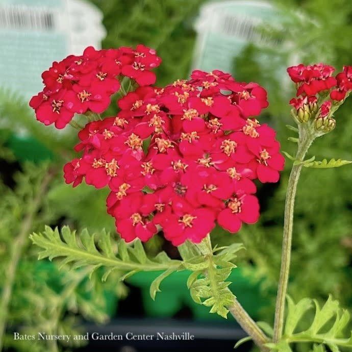 #1 Achillea mill Paprika/ Red Common Yarrow Native (TN)