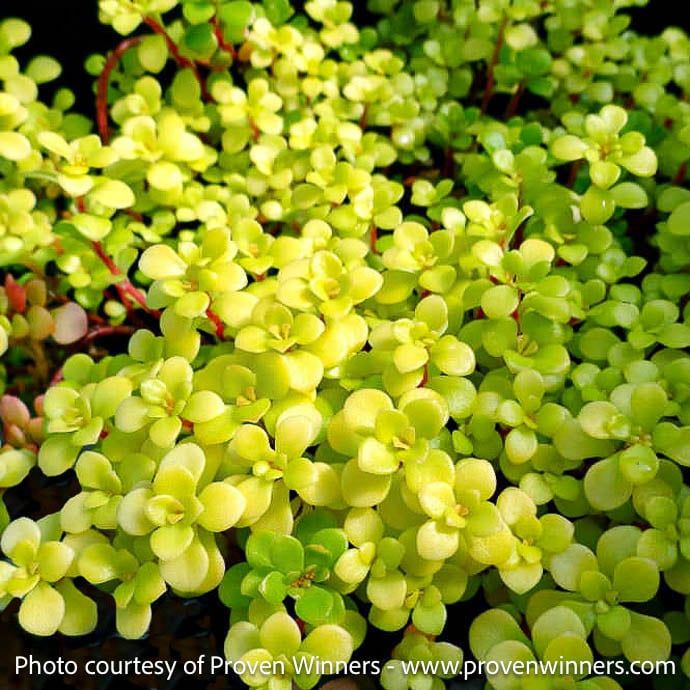 #1 Sedum makinoi PW Ogon/ Golden Japanese Stonecrop