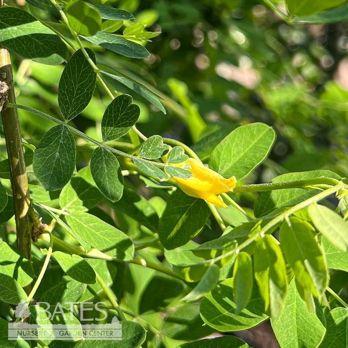 #7 Caragana arb Pendula/ Weeping Siberian Peashrub