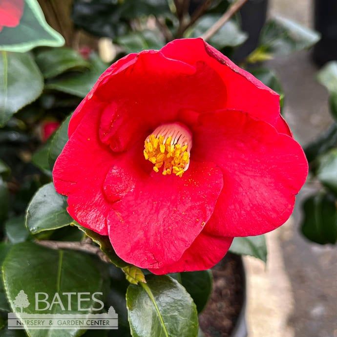 #7 Camellia japonica Greensboro Red/ Red - No Warranty