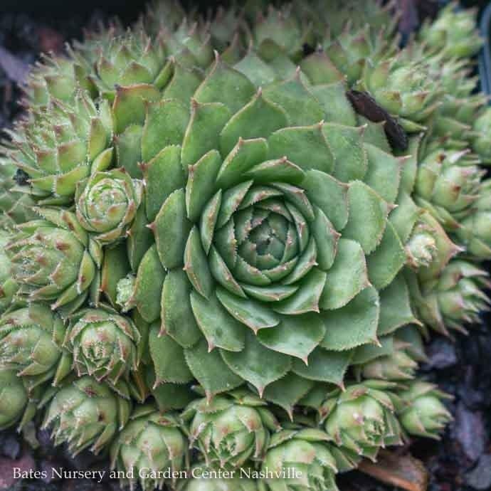 QP Sempervivum Sunset/  Hens and Chicks