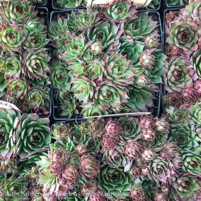 QP Sempervivum Sunset/  Hens and Chicks
