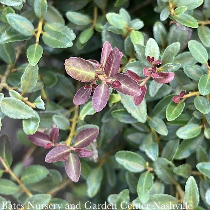 #3 Ilex vom Condeaux &#39;Bordeaux&#39;/ Dwarf Yaupon Holly (male) Native (R)