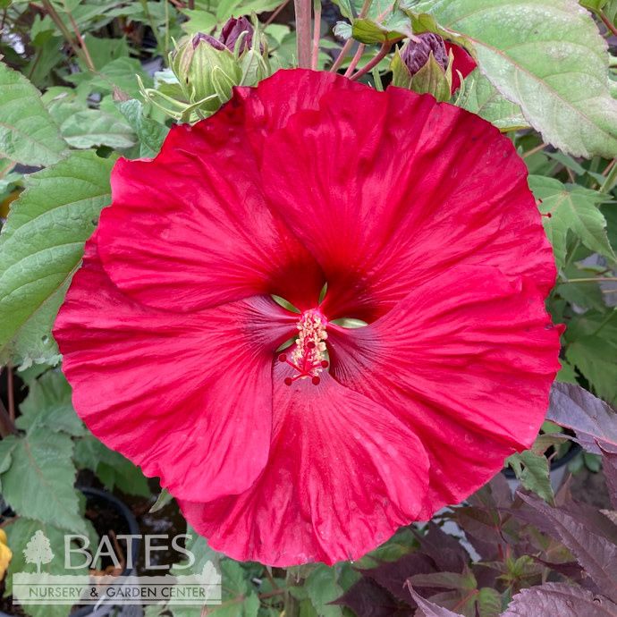 #3 Hibiscus x PW Summerific 'Valentine's Crush'/ Red Hardy