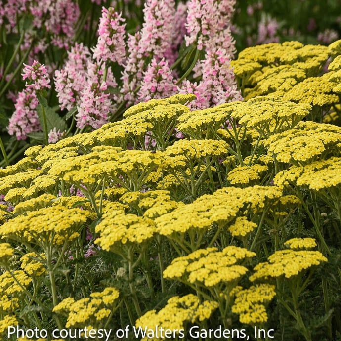 #1 Achillea x PW Firefly Sunshine/ Yellow Yarrow