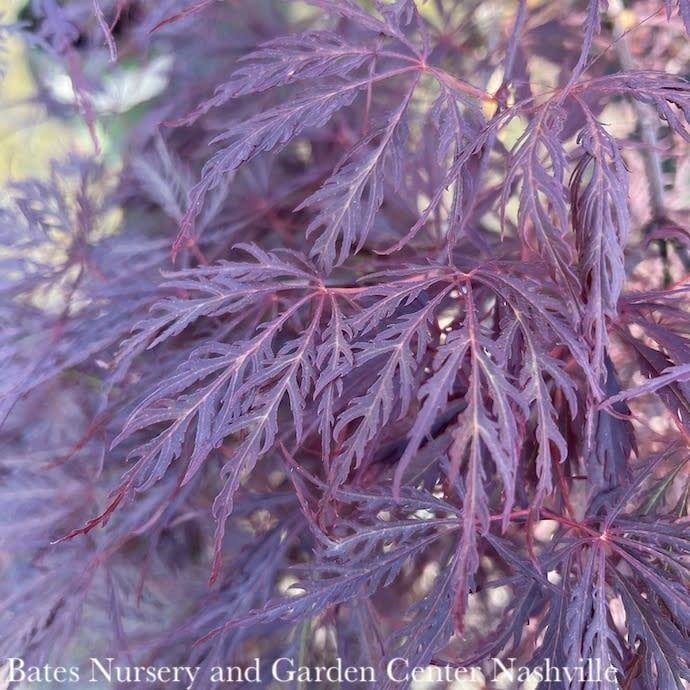 #1 Acer pal var diss Tamukeyama/ Red Weeping Japanese Maple