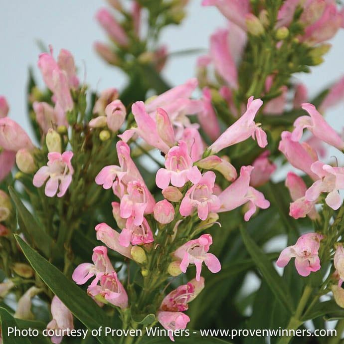 #1 Penstemon barb PW Rock Candy &#39;Light Pink&#39;/ Beardtongue