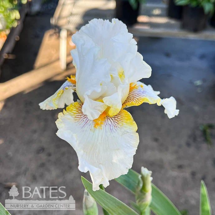 #1 Iris germ Goldkist/ White, Yellow German Bearded