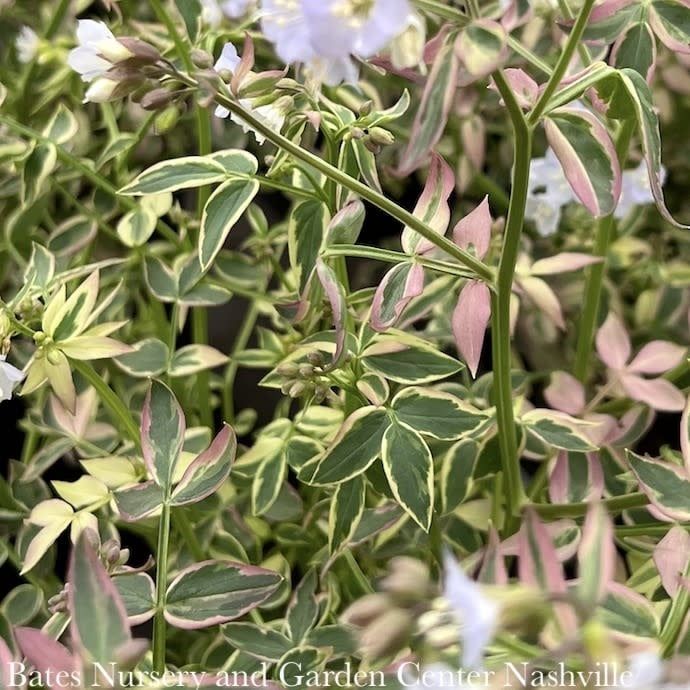 #1 Polemonium rep Stairway To Heaven/ Variegated Jacob&#39;s Ladder Native (TN)