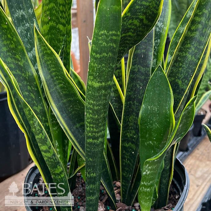 8p! Sansevieria Dakota /Snake Plant /Mother-in-Law Tongue /Tropical
