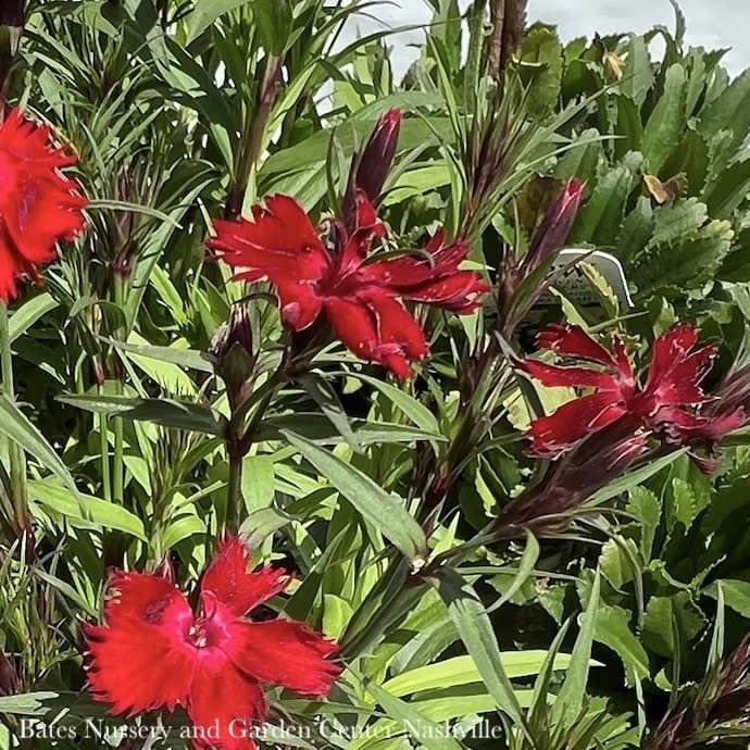 #1 Dianthus x Rockin&#39; Red