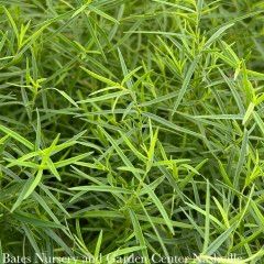 4p Pycnanthemum tenuifolium/ Slender Mountain Mint Native (TN)