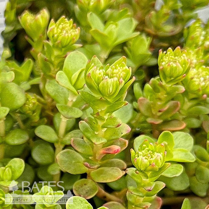 4P Sedum ternatum/ Woodland Stonecrop Native (TN)