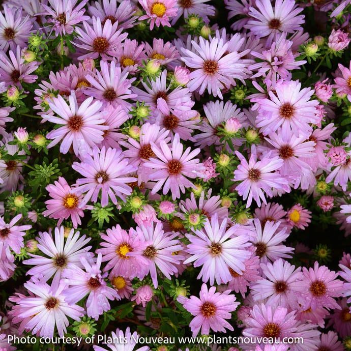 #1 Symphyotrichum x Billowing Pink/ Compact Aster