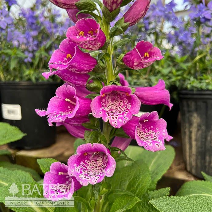 #1 Digitalis pur Dalmatian Purple/ Foxglove