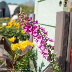 #1 Digitalis pur Dalmatian Purple/ Foxglove
