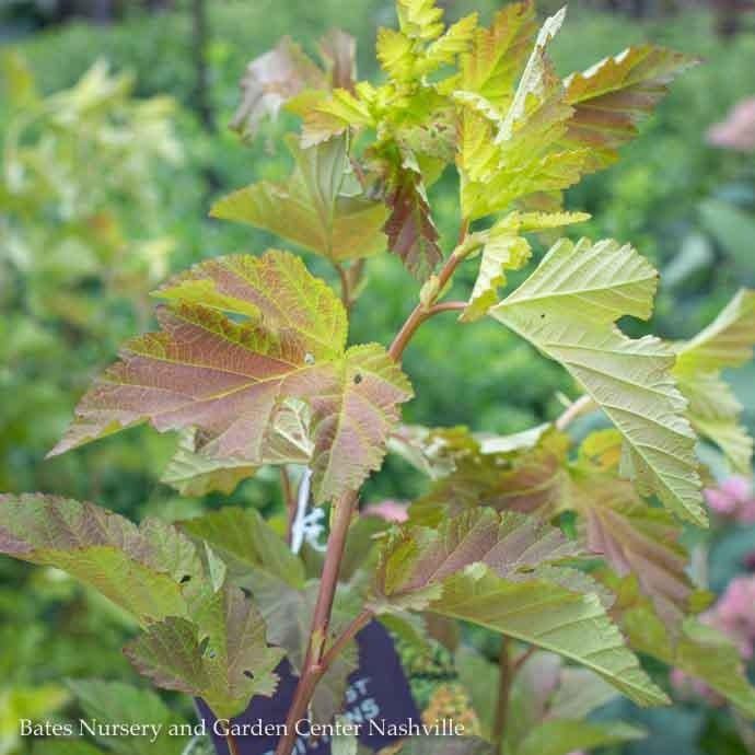 #3 Physocarpus opul FE Amber Jubilee/ Ninebark Native (TN)
