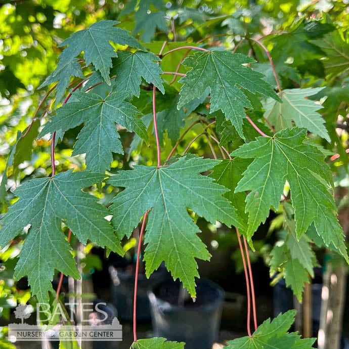 #15 Acer x free Sienna Glenn/ Red Maple #15 Acer x free Sienna Glenn/ Red Maple