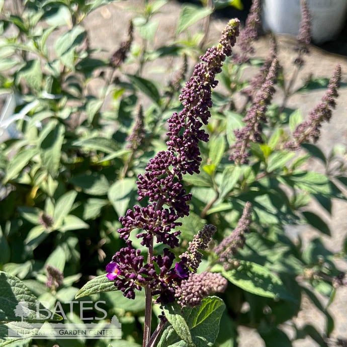 #2 Buddleia Blueberry Pie/ Purple Blue Compact Butterfly Bush