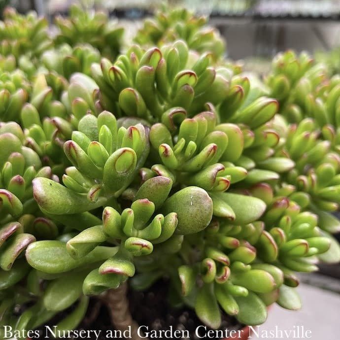 12p! Crassula Jade Gollum Stump /Jade Plant Succulent /Tropical