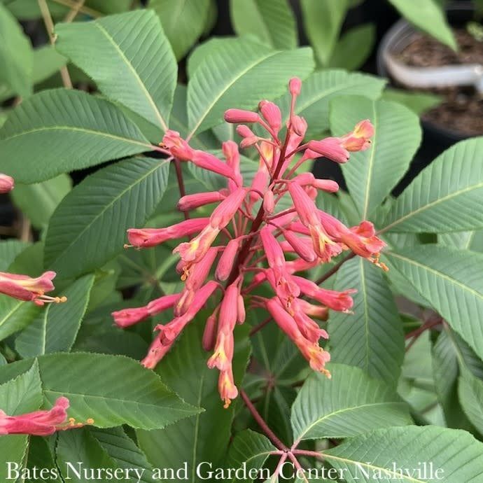 #1 Aesculus pavia/ Red Buckeye Native (TN)