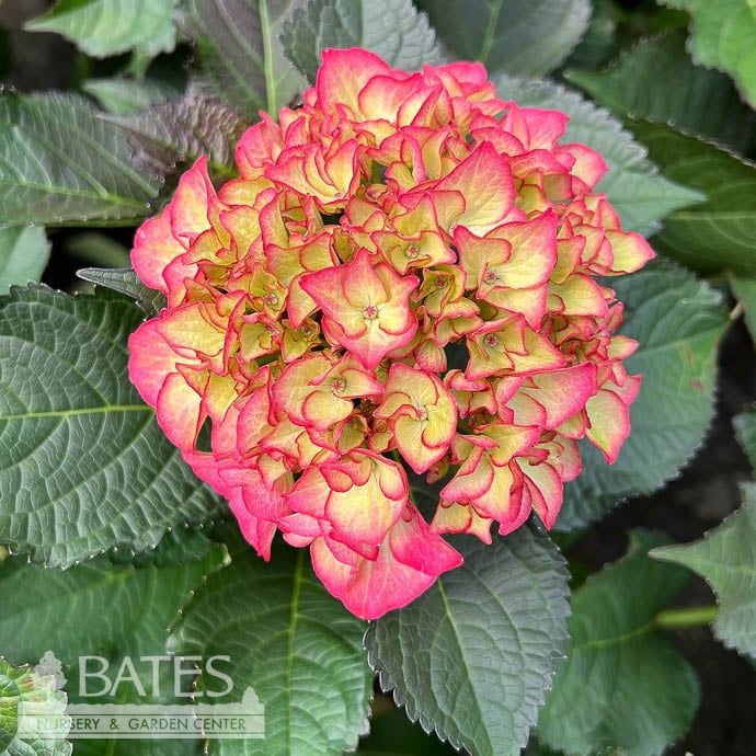 #2 Hydrangea mac Tuxedo &#39;Red&#39;/ Dark Foliage