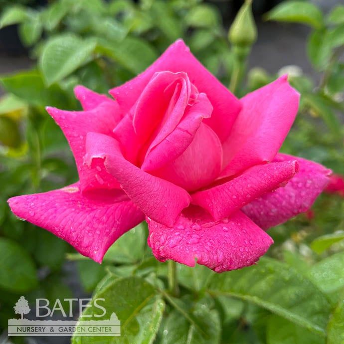 #2 Rosa Perfume Delight/ Pink Hybrid Tea Rose - No Warranty