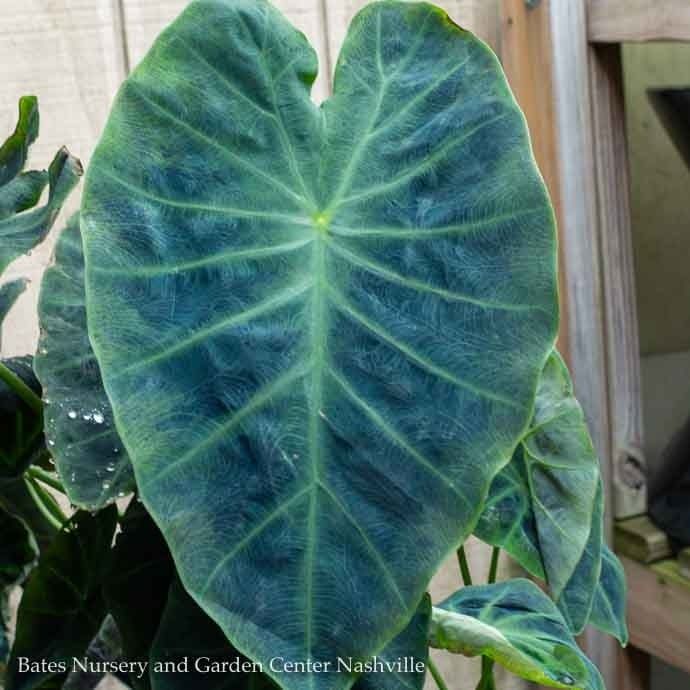 Tropical #3 Colocasia Black Beauty/ Elephant Ear