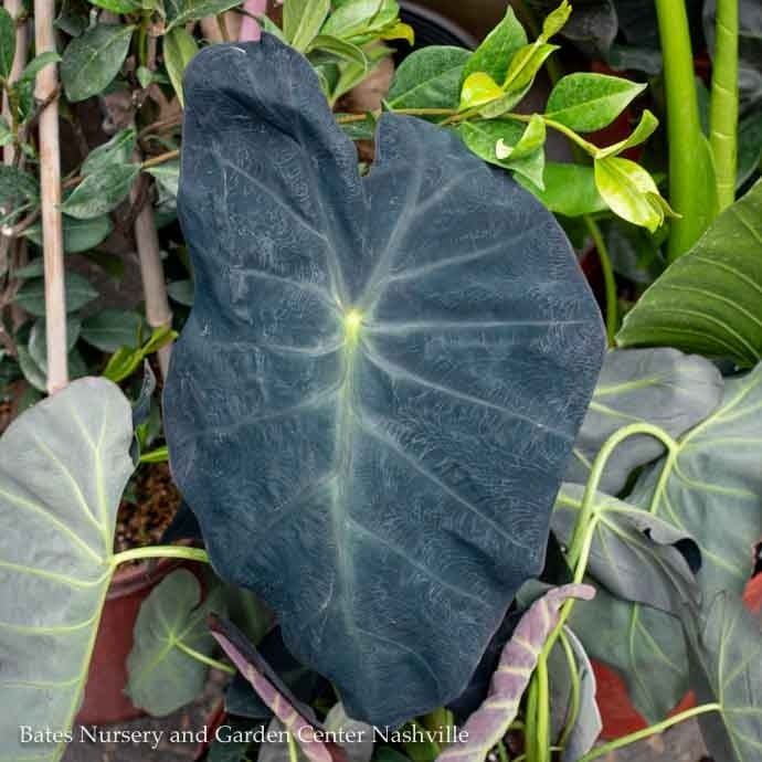 Tropical #3 Colocasia Black Beauty/ Elephant Ear