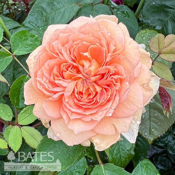 #3 Rosa Bathsheba/ Apricot David Austin Climbing Rose - No Warranty