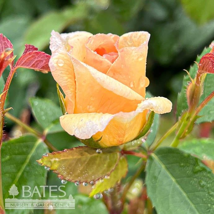 #3 Rosa Bathsheba/ Apricot David Austin Climbing Rose - No Warranty