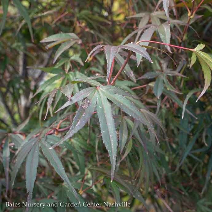 #3 Acer pal Pung Kil/ Red Upright Threadleaf Japanese Maple