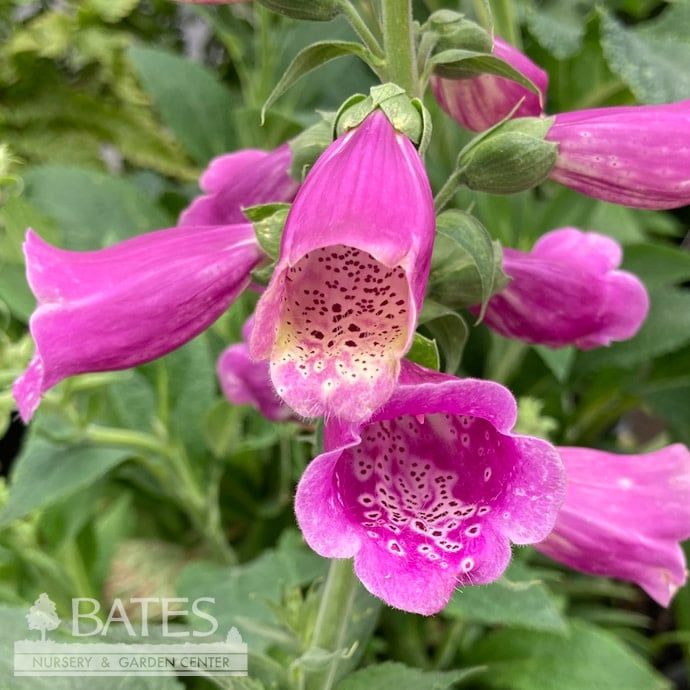 #1 Digitalis pur Dalmatian Rose/ Foxglove