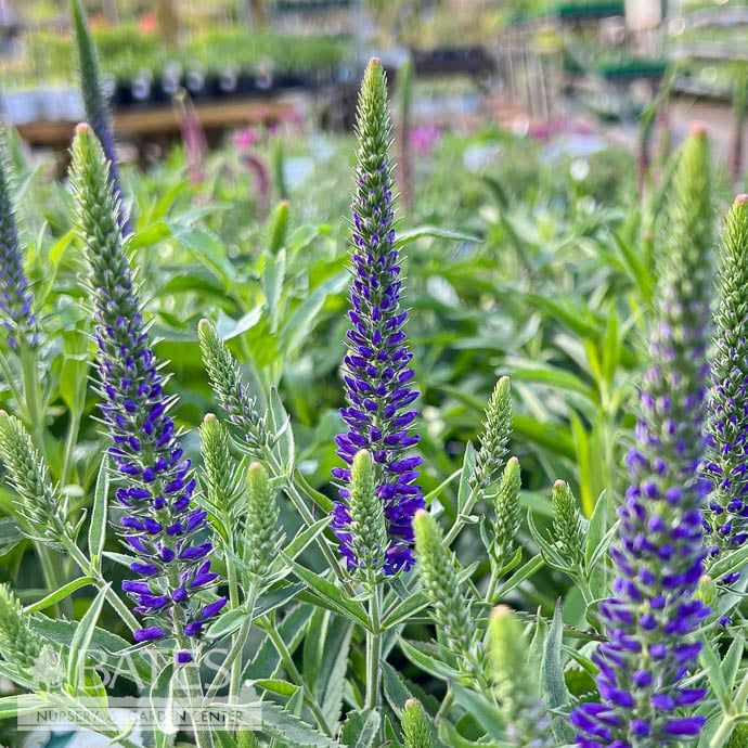 #1 Veronica Vernique &#39;Blue&#39;/ Speedwell