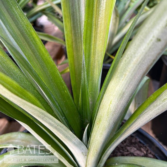 Tropical Edible #3 Ananas comosus Florida Special/ Pineapple