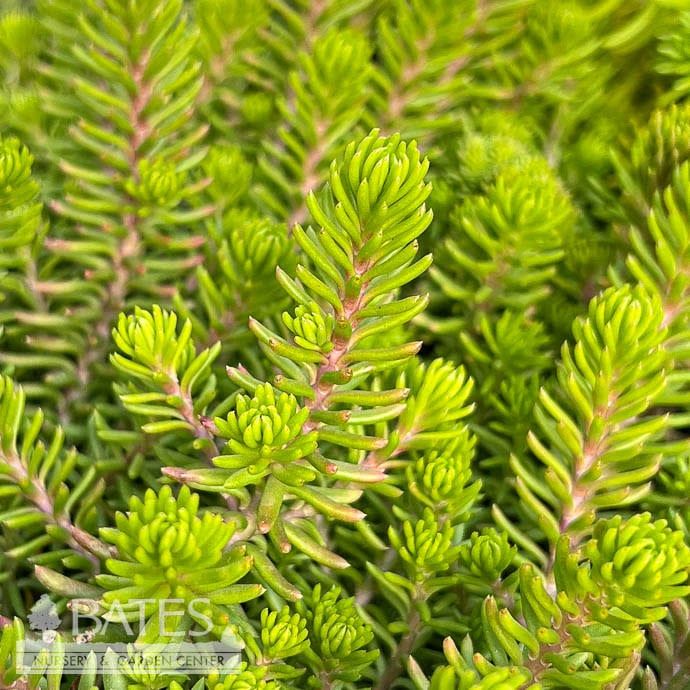 #1 Sedum rupestre Angelina/ Stonecrop