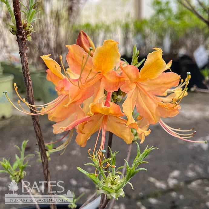 #1 Azalea x Dancing Rabbit/ Deep Yellow Deciduous
