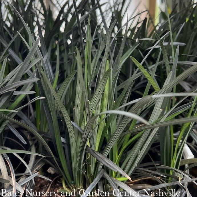 4p Ophiopogon plan Nigrescens/ Black Mondo Grass