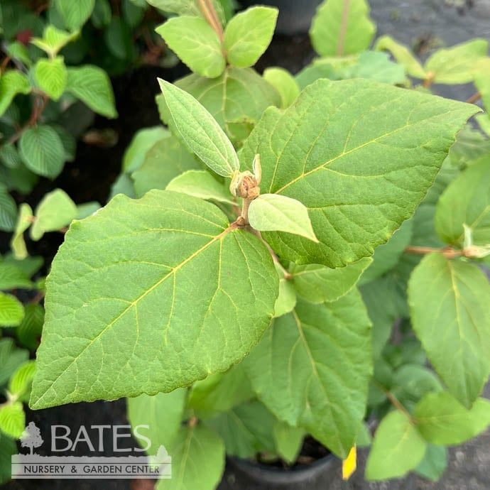 #3 Viburnum x carlcephalum/ Fragrant Snowball