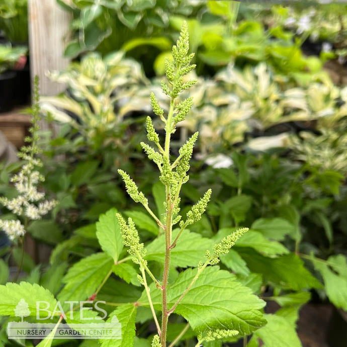 #1 Astilbe x arendsii White Gloria