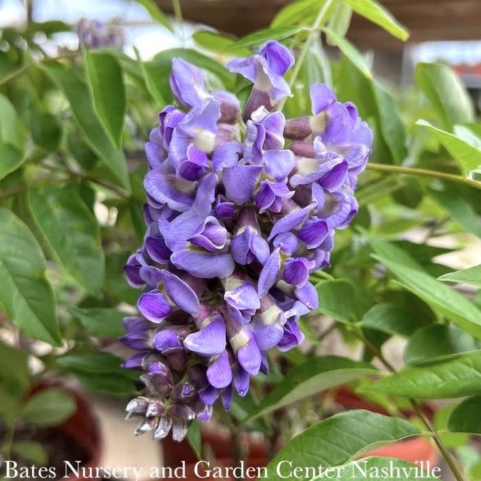 Topiary Patio Tree #3 Wisteria frut Amethyst Falls/ American Native (TN)