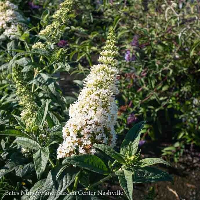 #3 Buddleia x PW Pugster White/ Dwarf Butterfly Bush
